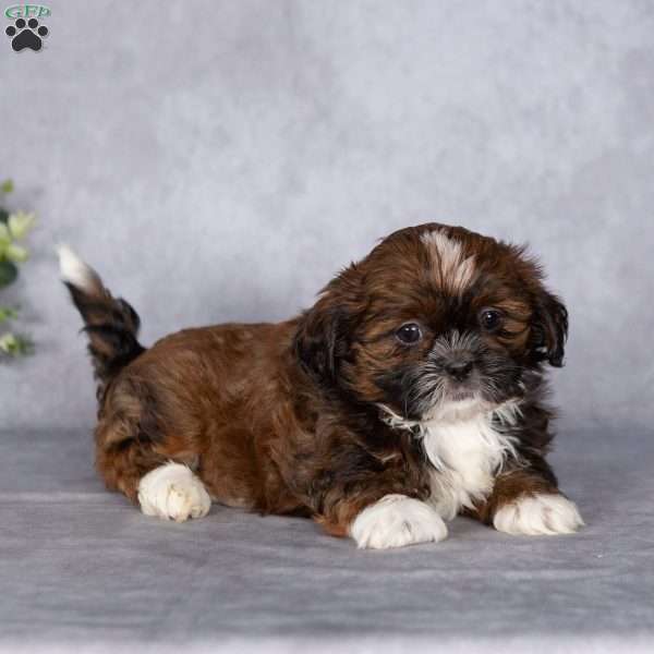 Cutie, Shih Tzu Puppy